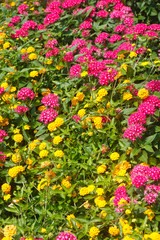 Obraz premium Yellow and Pink Flowers in Garden