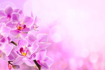 Photo sur Plexiglas Orchidée red orchid