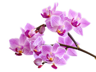 Fototapeta na wymiar Czerwona orchidea