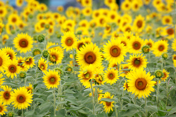 Sunflower / Summer Flower in JAPAN