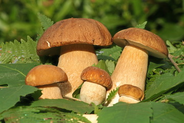cèpes