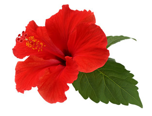 a red hibiscus flower isolated on white background - obrazy, fototapety, plakaty
