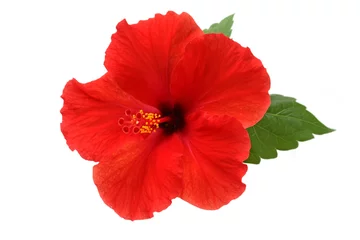 Printed kitchen splashbacks Flowers a red hibiscus flower isolated on white background