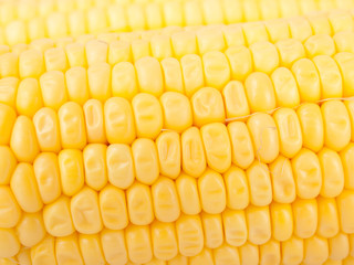 Maize