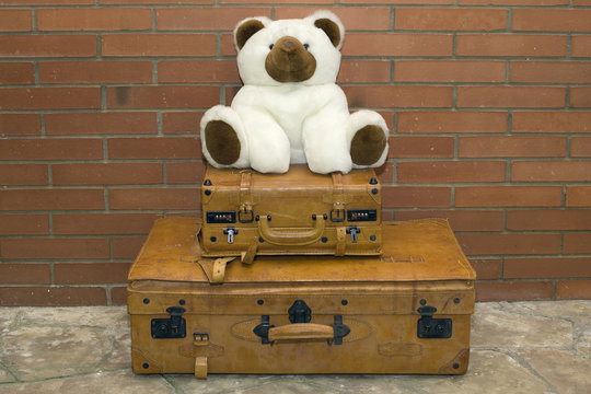 oso esperando el viaje