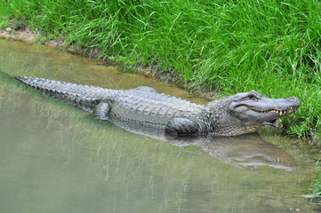Alligator in the water.