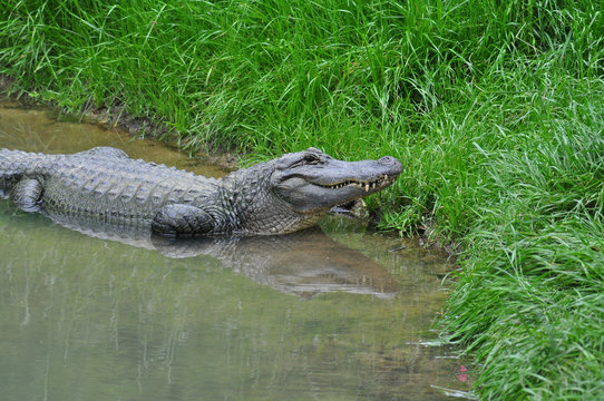 Alligator in the water