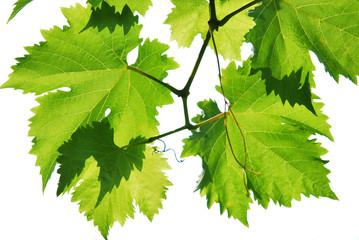 Branch of the vine, backlight, isolated white background