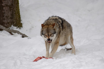 Wolf, Verteidigt seine Beute