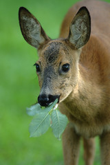Reh, Rehwild Ricke