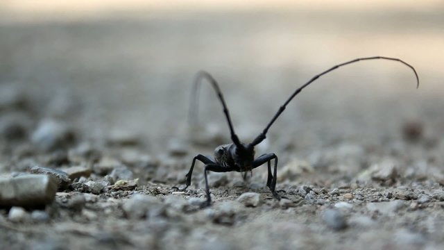 Longhorn Beetle