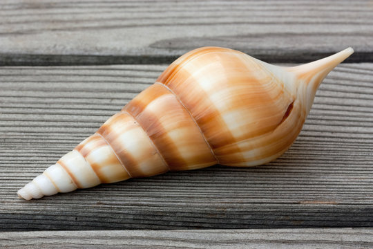 muschelschale