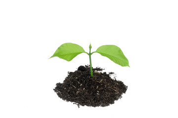 small green plant with soil on white