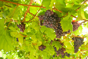 Grape fruit on tree, Vineyards in Thailand