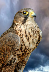 Falcon