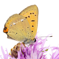 Scarce copper (Chrysophanus virgaureae) butterfly