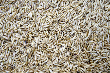 Chicchi d'avena