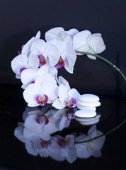 white orchid whis stones