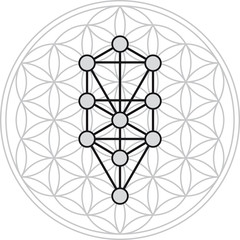 Ten Sephirots of Kabbalah fits in Flower of Life, a geometrical figure, composed of multiple evenly-spaced, overlapping circles forming a flower-like pattern. Illustration on white background.