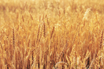 Wheat.
