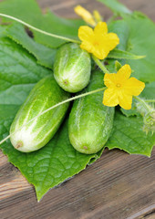 Cucumbers on the table.