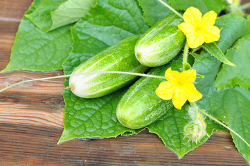 Cucumbers on the table.