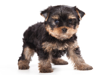 Yorkshire terrier puppy on white