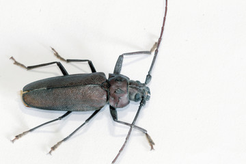 Escarabajo marrón, hidrophilius