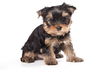 Yorkshire terrier puppy on white