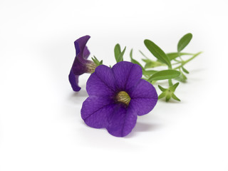 petunia