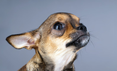 charming chihuahua puppy head looking up