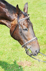 Obraz premium Horse Head