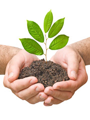 sapling in hands