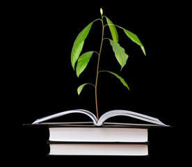 Avocado seedling growing from open book