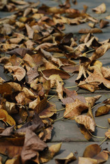 Yellow leaves