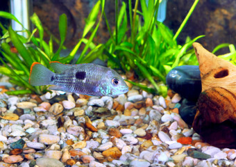 Aquarium Fish dwarf Cichlid-Apistogramma nijsseni.