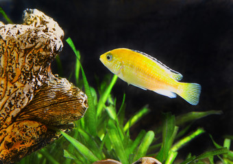 Aquarium Fish dwarf Cichlid-Aulonocara.