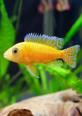 Aquarium Fish dwarf Cichlid-Aulonocara.