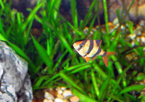 Single quarium fish-Barbus. (Barbus pentazona)
