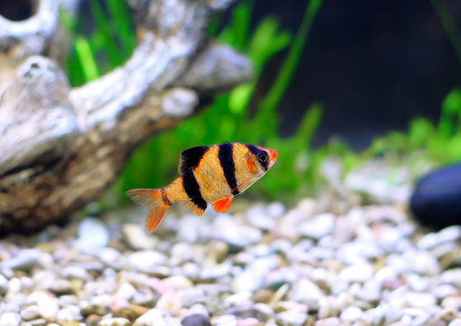 Single quarium fish-Barbus. (Barbus pentazona)