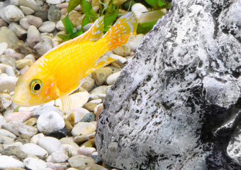 Aquarium Fish dwarf Cichlid-Aulonocara.