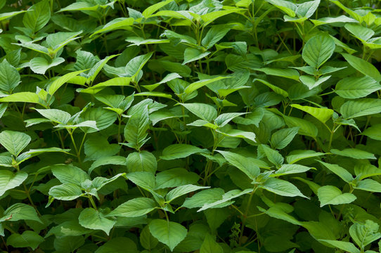 「1716」の写真素材 225件の無料イラスト画像 Adobe Stock