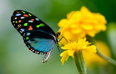 Fototapeta premium colorful butterfly
