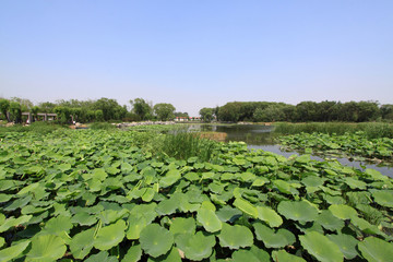 Fototapeta premium lotus pond in a park
