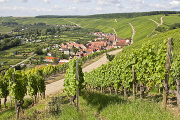 weinreben bei volkach an der mainschleife