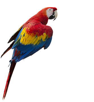 Fototapeta Parrot on white