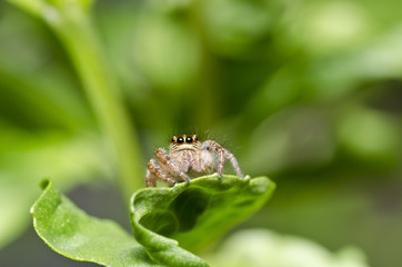 Jumping spider in green nature or in garden