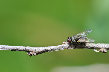 fly in home or in garden