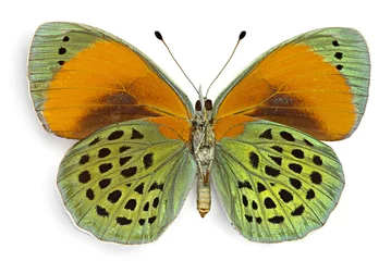Crédence de cuisine en verre imprimé Papillon Asterope sapphira, ventral view