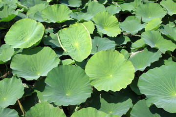 lotus leaves in a park